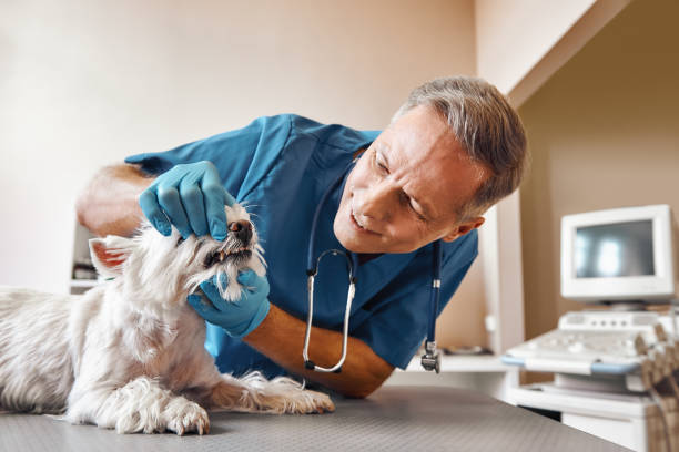 Best Emergency Tooth Extraction in Belle Plaine, KS